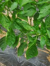 팜모닝 고추·병해충상담 게시글 이미지