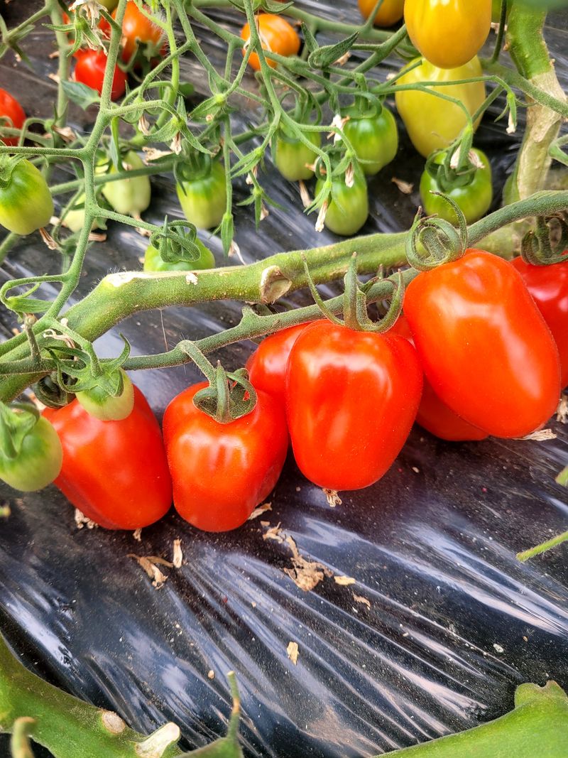 장터 상품 [애플토마토1kg] 썸네일