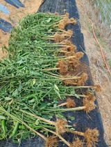 팜모닝 고추·병해충상담 게시글 이미지