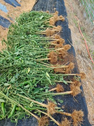 탁경수님의 고추 · 병해충상담 작성글 사진