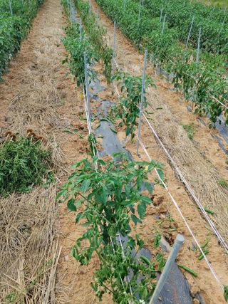 탁경수님의 고추 · 병해충상담 작성글 사진