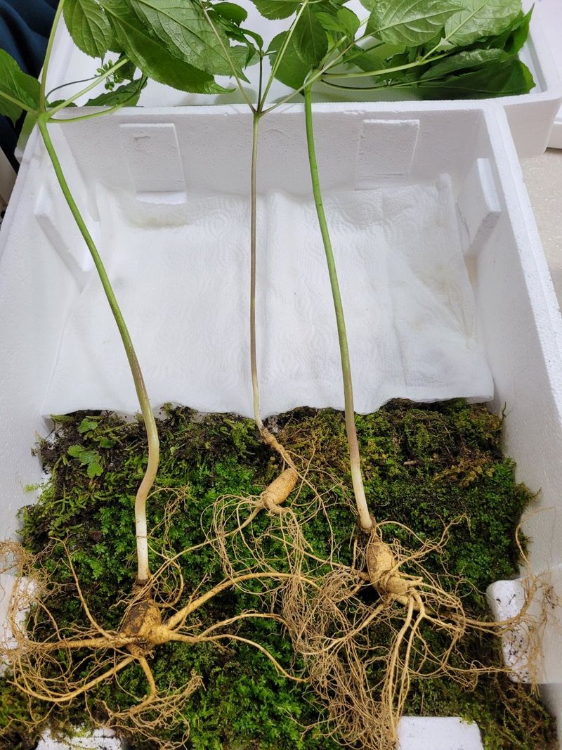 김봉호님의 장터 판매 상품 [야생산삼 1세트 (3뿌리)] 첨부 사진