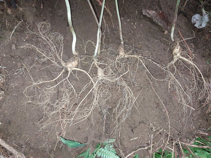 김봉호님의 장터 판매 상품 [야생산삼 1세트 (3뿌리)] 첨부 사진