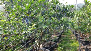 대마사이천 블루베리님의 블루베리 · 자유게시판 작성글 사진