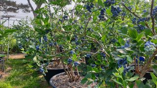 대마사이천 블루베리님의 블루베리 · 자유게시판 작성글 사진