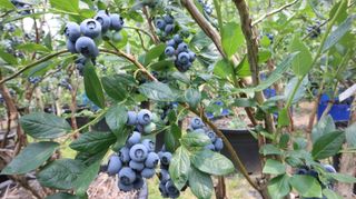 대마사이천 블루베리님의 블루베리 · 자유게시판 작성글 사진