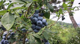 대마사이천 블루베리님의 블루베리 · 자유게시판 작성글 사진