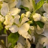 팜모닝 사과·병해충상담 게시글 이미지