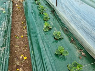 정융희님의 오이 · 병해충상담 작성글 사진