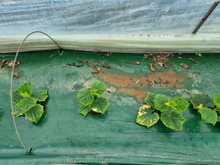 정융희님의 오이 · 병해충상담 작성글 사진