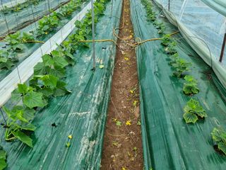 정융희님의 오이 · 병해충상담 작성글 사진