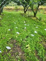 팜모닝 배·자연재해•동물피해 게시글 이미지