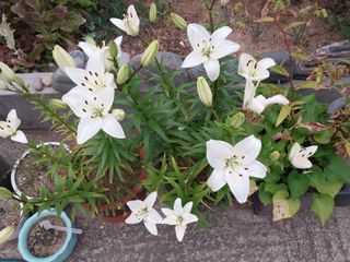 성주 농업인님의 자유주제 · 자유게시판 작성글 사진