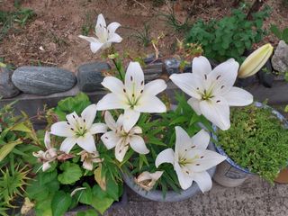 성주 농업인님의 자유주제 · 자유게시판 작성글 사진