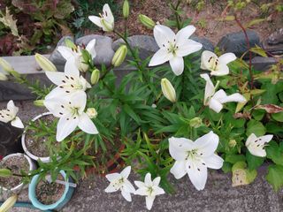 성주 농업인님의 자유주제 · 자유게시판 작성글 사진