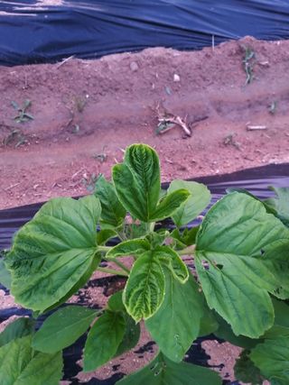 초보굴백이님의 참깨 · 자유게시판 작성글 사진