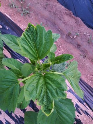 초보굴백이님의 참깨 · 자유게시판 작성글 사진