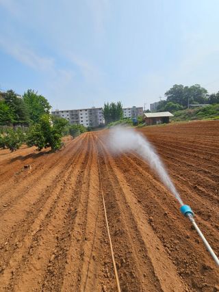 묽맑은 길 이영행님의 콩 · 자유게시판 작성글 사진