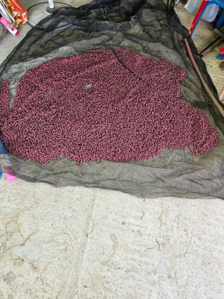 묽맑은 길 이영행님의 콩 · 자유게시판 작성글 사진