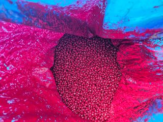 묽맑은 길 이영행님의 콩 · 자유게시판 작성글 사진