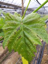 팜모닝 기타작물·병해충상담 게시글 이미지