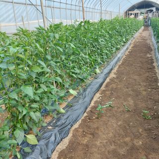 강원도 횡성군님의 참깨 · 자유게시판 작성글 사진