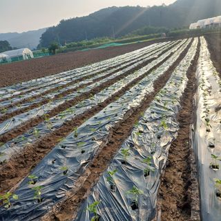 강원도 횡성군님의 참깨 · 자유게시판 작성글 사진