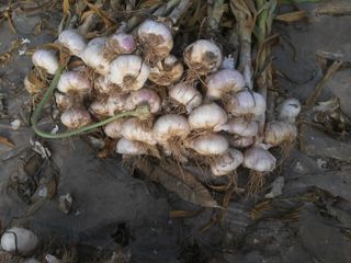 보미어르신님의 작성글 사진