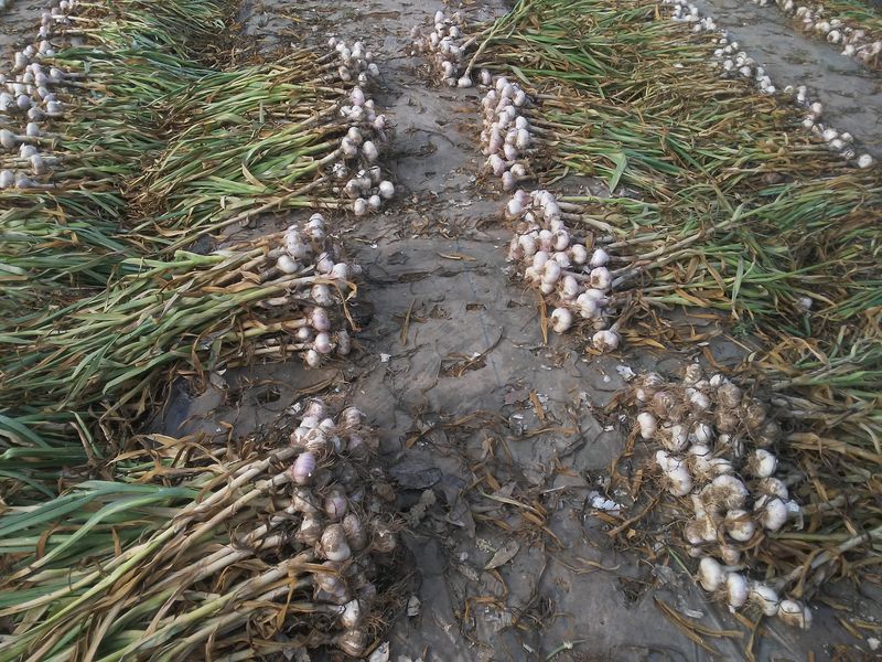 보미어르신님의 장터 판매 상품 [홍산마늘 대,중사이즈 1접 100개] 첨부 사진