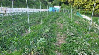 이봉수님의 고추 · 일상 작성글 사진