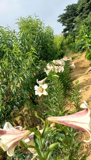 알 수 없음님의 기타작물 · 자유게시판 작성글 사진