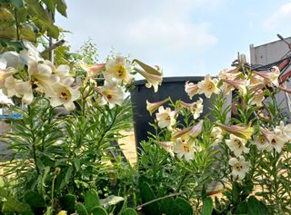 알 수 없음님의 기타작물 · 자유게시판 작성글 사진