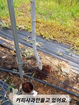 팜모닝 사과·품질 향상 게시글 이미지