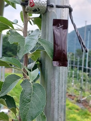 갑중봉황커피사과농장님의 사과 · 품질 향상 작성글 사진