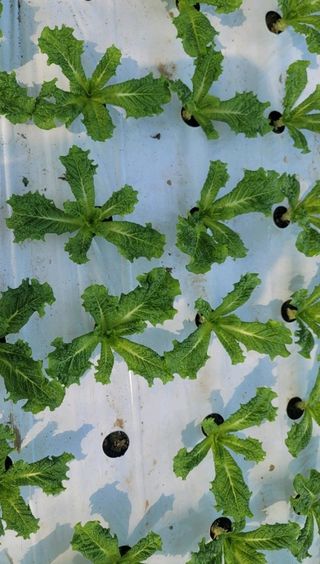 그린톡톡 오계상님의 상추 · 자유게시판 작성글 사진