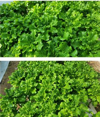 그린톡톡 오계상님의 상추 · 자유게시판 작성글 사진