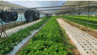 그린톡톡 오계상님의 상추 · 자유게시판 작성글 사진