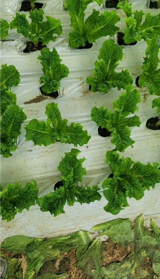 그린톡톡 오계상님의 상추 · 자유게시판 작성글 사진