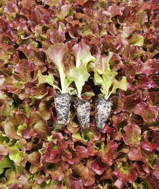 그린톡톡 오계상님의 상추 · 자유게시판 작성글 사진