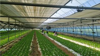 그린톡톡 오계상님의 상추 · 자유게시판 작성글 사진