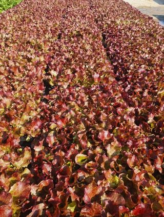 그린톡톡 오계상님의 상추 · 자유게시판 작성글 사진