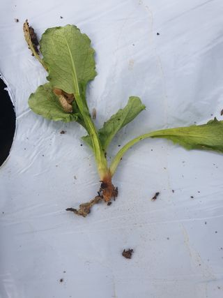 영스님의 상추 · 병해충상담 작성글 사진