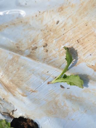 영스님의 상추 · 병해충상담 작성글 사진