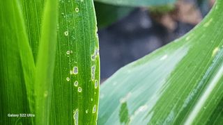 이선구님의 옥수수 · 병해충상담 작성글 사진