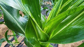 이선구님의 옥수수 · 병해충상담 작성글 사진