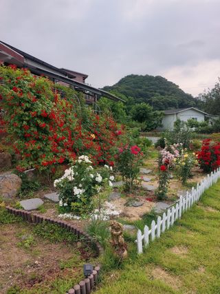 김충구내 집 예쁘게님의 자유주제 · 자유게시판 작성글 사진