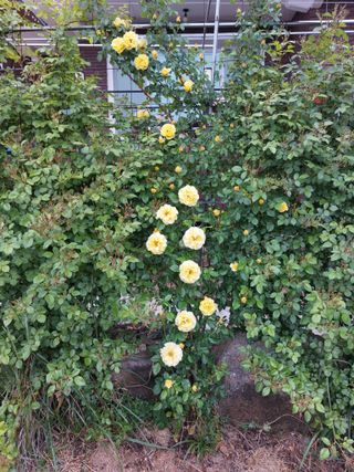 김충구내 집 예쁘게님의 자유주제 · 자유게시판 작성글 사진