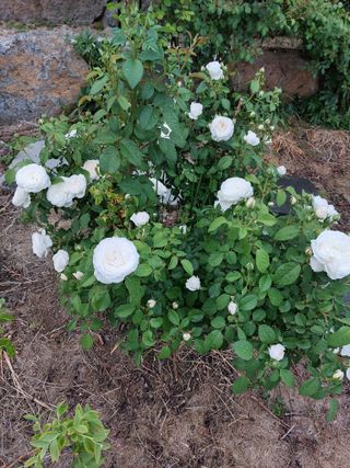 김충구내 집 예쁘게님의 자유주제 · 자유게시판 작성글 사진