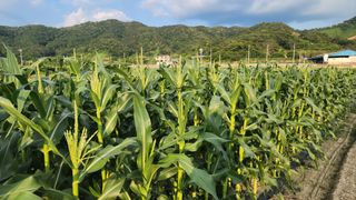 김영준님의 옥수수 · 자유게시판 작성글 사진