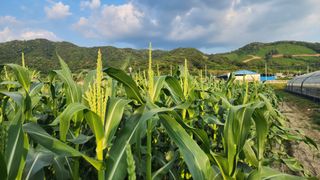 김영준님의 옥수수 · 자유게시판 작성글 사진